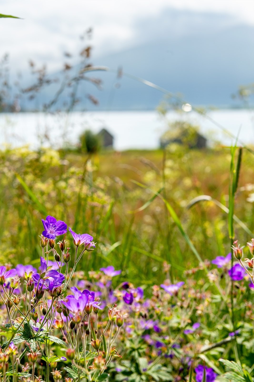 Naturbilde fra hagen Galleribilde