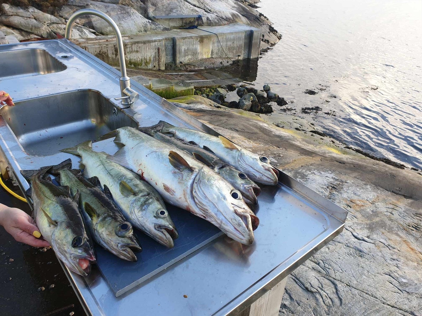 Mange gode fiskeplasser og fine badestrender bare et steinkast unna med båt. Sløybenk ved marinaen Galleribilde