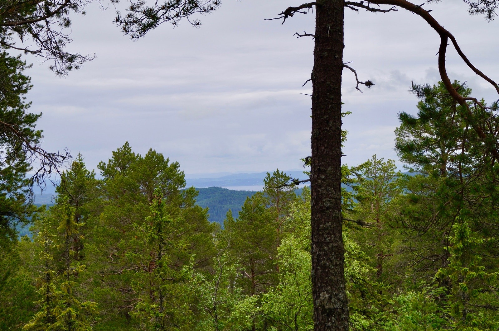 Utsikt mot Levanger. Galleribilde