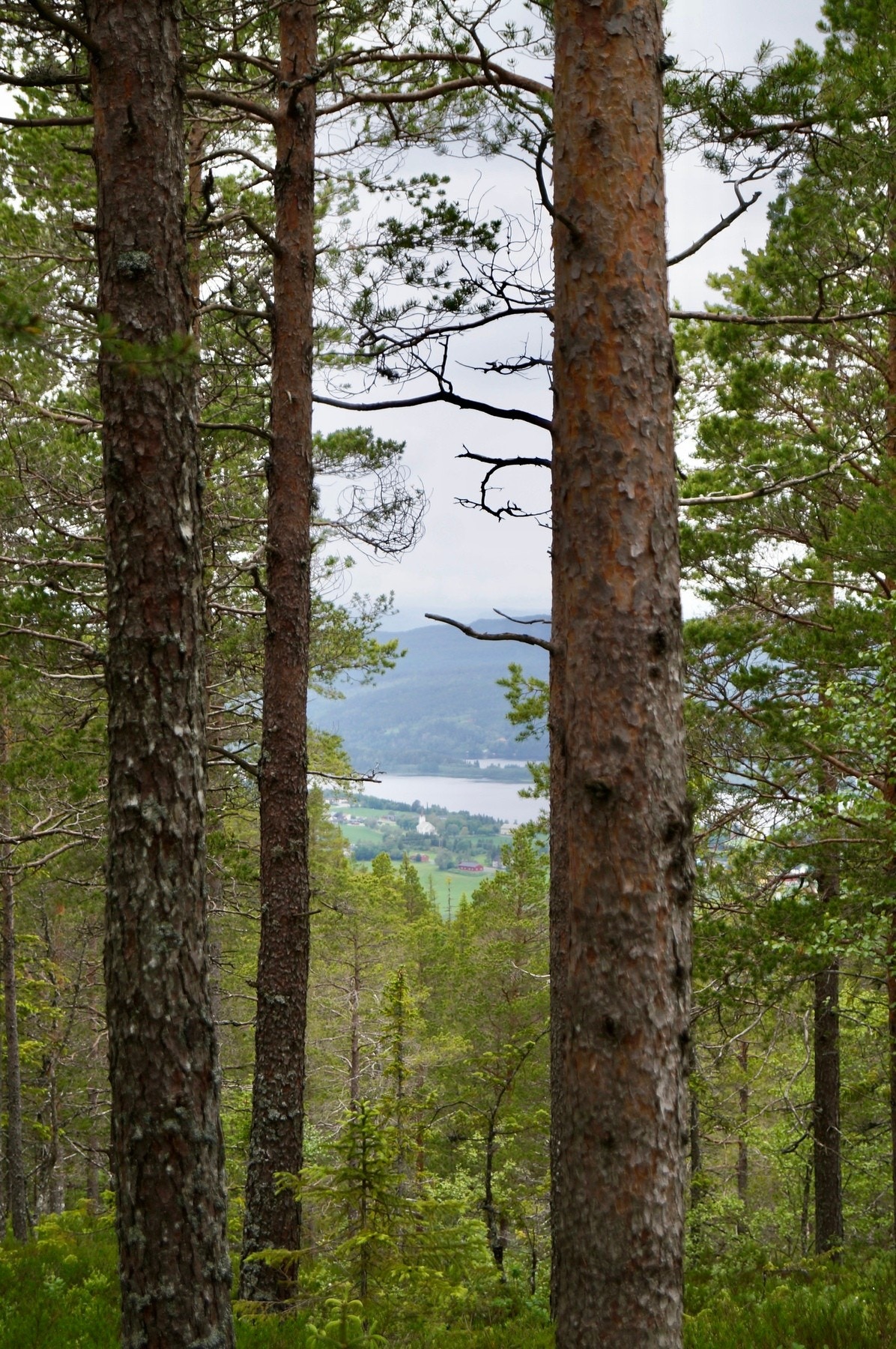 Utsikt mot Åsen. Galleribilde