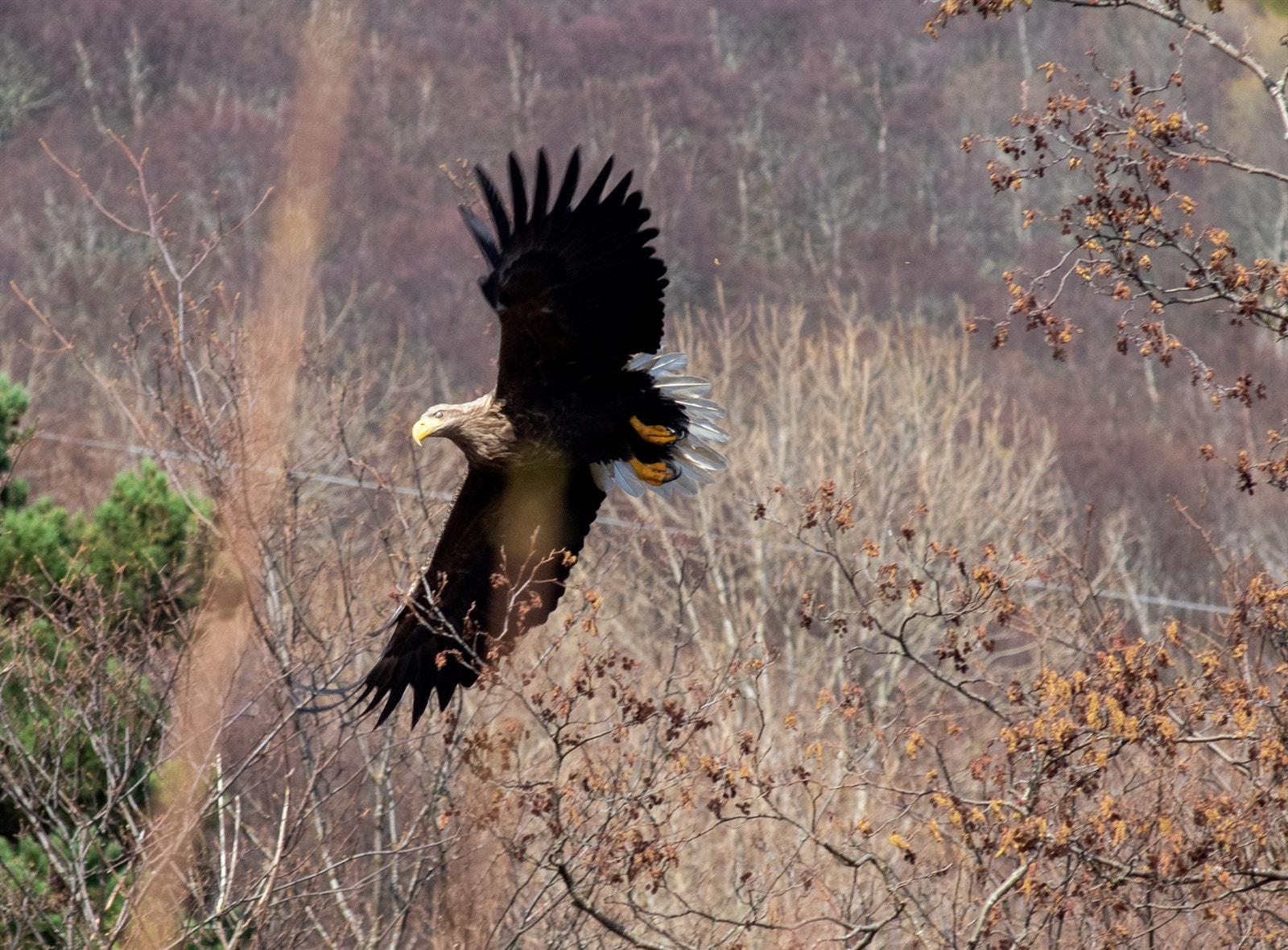 Flotte naturopplevelser kan du også få her! Galleribilde