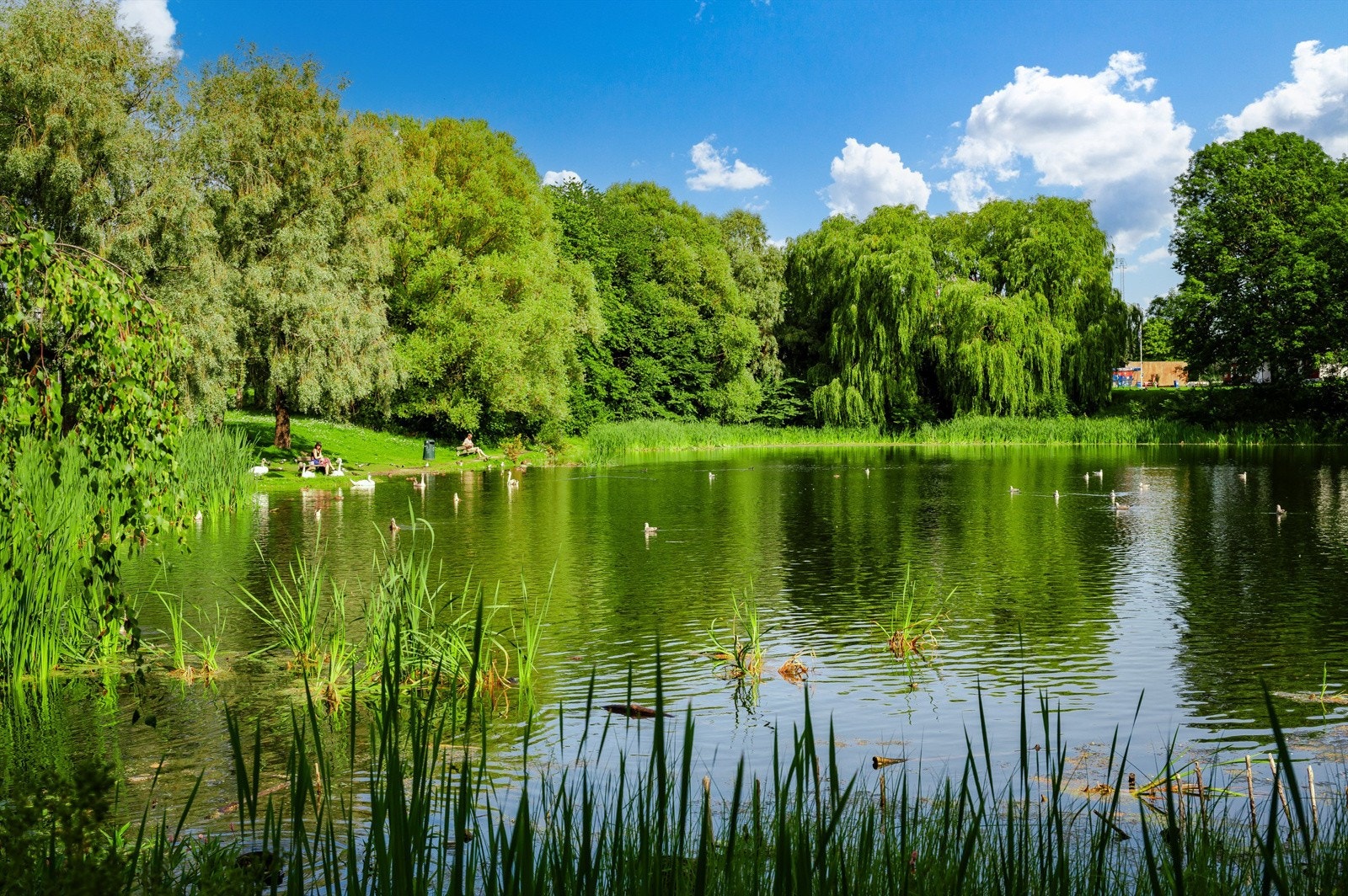Idylliske andedammen på Hovin Galleribilde