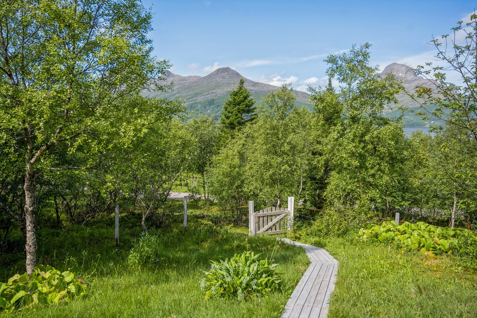 Stien opp til hytta Galleribilde