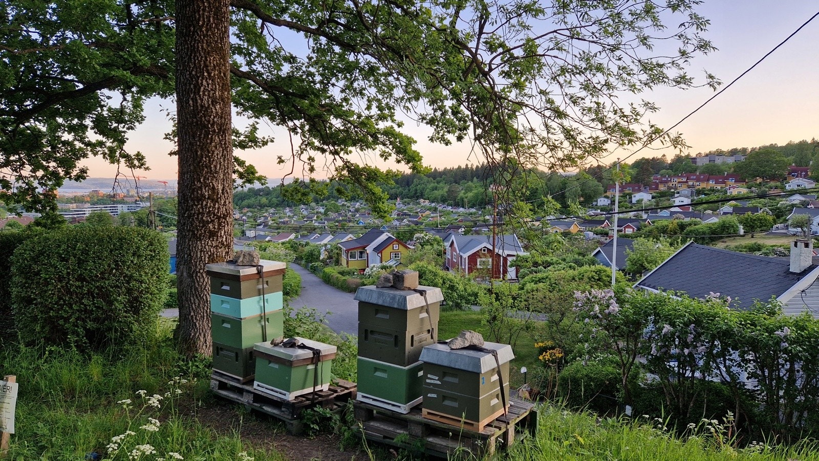 Solvang hagekolonier ligger på andre siden av Sognsveien. Dette er et populært sted å ta turen på smale bilfrie veier med kolonihytter Galleribilde