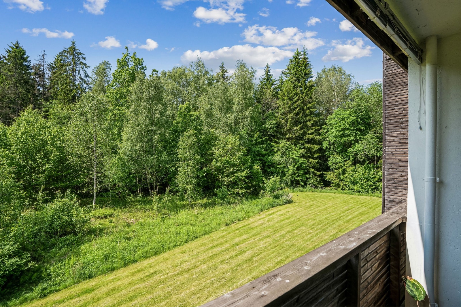 Felles uteområder med plen og skogsområder Galleribilde