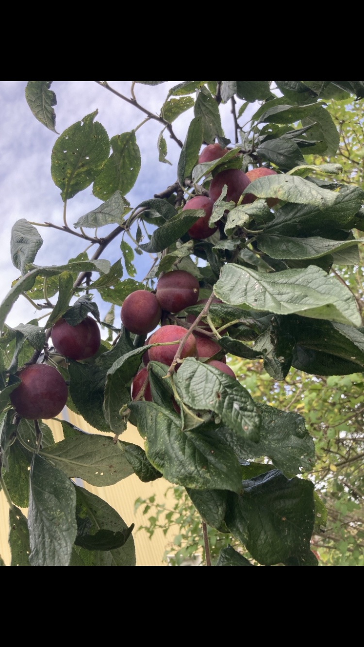 Säljarens egna bild Galleribilde