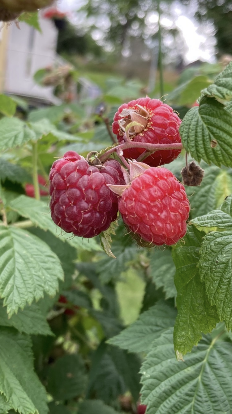 Säljarens egna bild Galleribilde