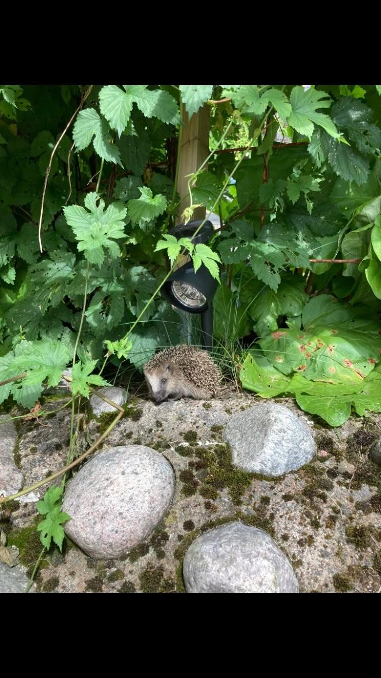 Säljarens egna bild Galleribilde