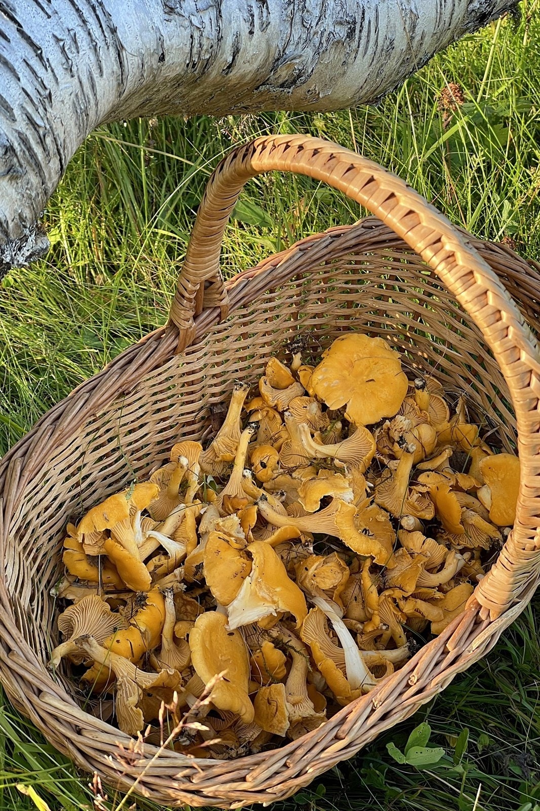 ...og skogens gull (Foto: privat) Galleribilde