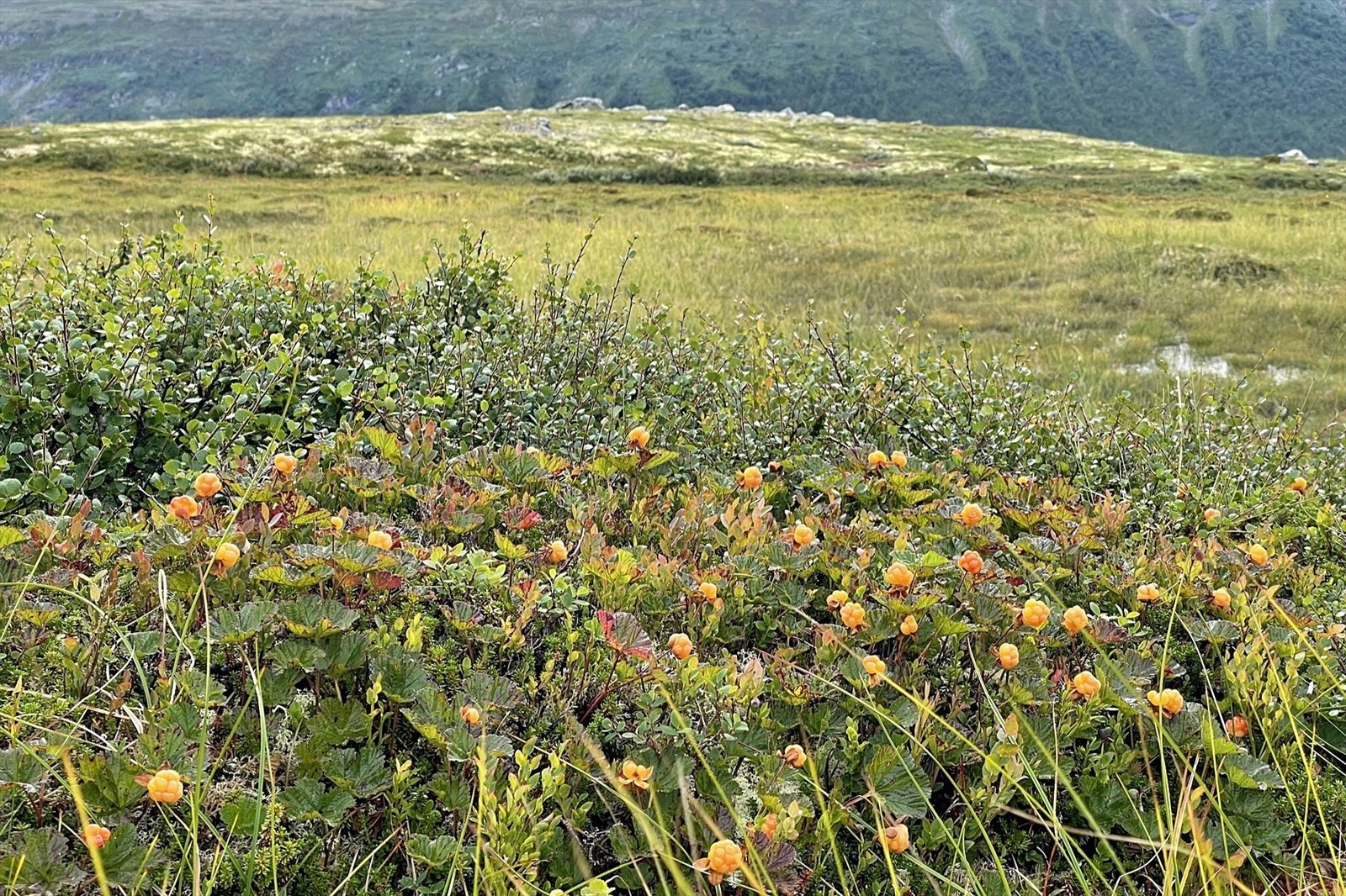 Her er det ikke langt mellom fjellets gull... (Foto: privat) Galleribilde