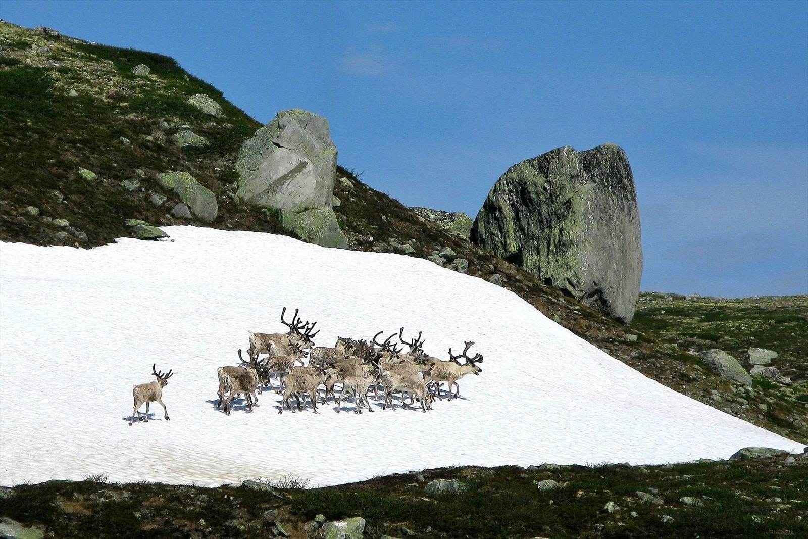 En liten reinflokk ved Tverrfjellet (Foto: privat) Galleribilde