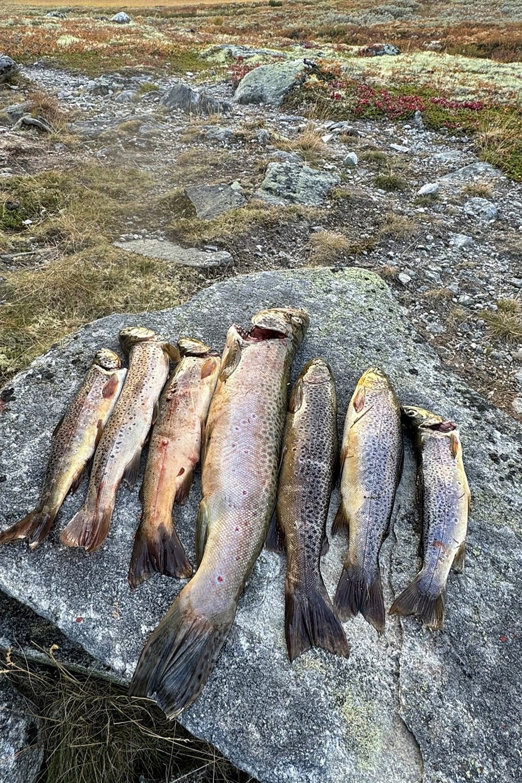 Her kan det bite godt (Foto: privat) Galleribilde