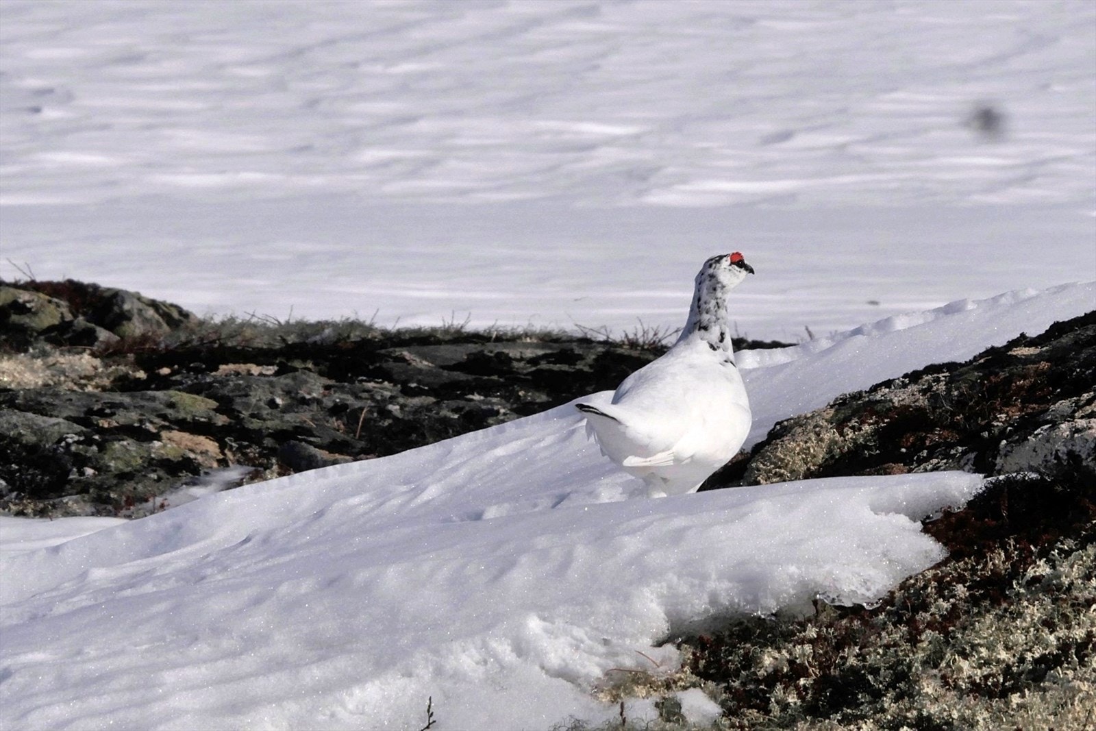 Fjellrypa er klar for vår (Foto: privat) Galleribilde