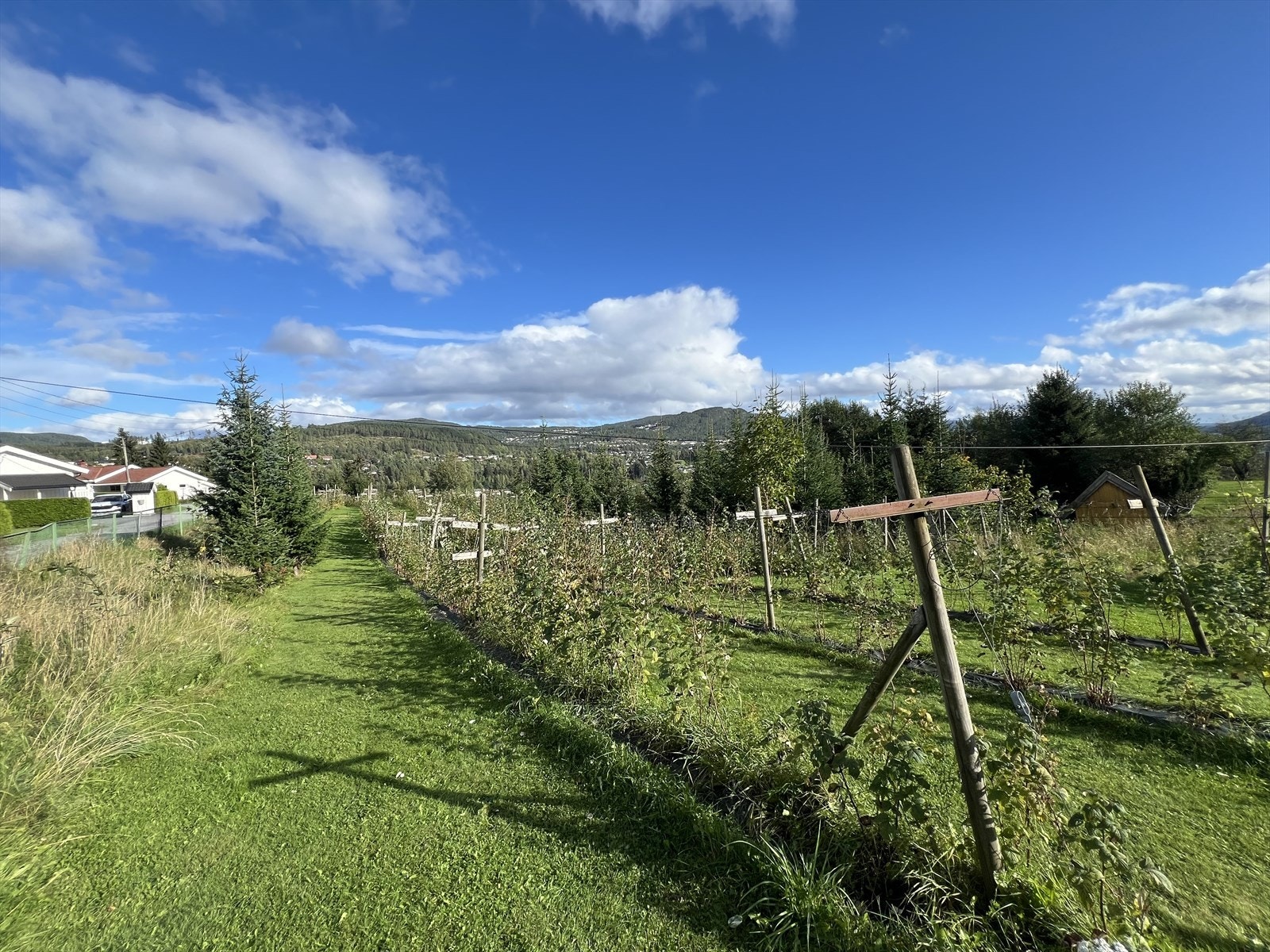 Haugen gård ligger solvendt til og har et godt klima for dyrking, noe som vises i frodig grønnsakdyrking, bærproduksjon og livskraftige drueranker! Galleribilde