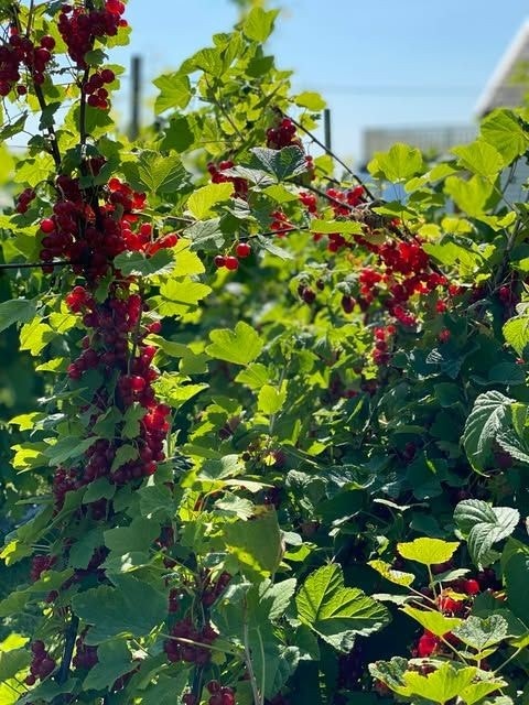 Selgers sommerbilder Galleribilde