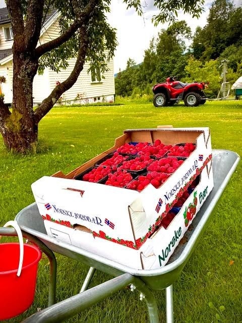 Selgers sommerbilder Galleribilde