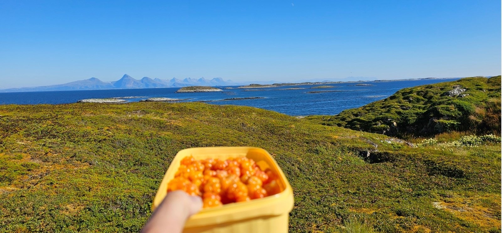 Selgers bilde. Skogets gull finner man også her ute - multer. Galleribilde