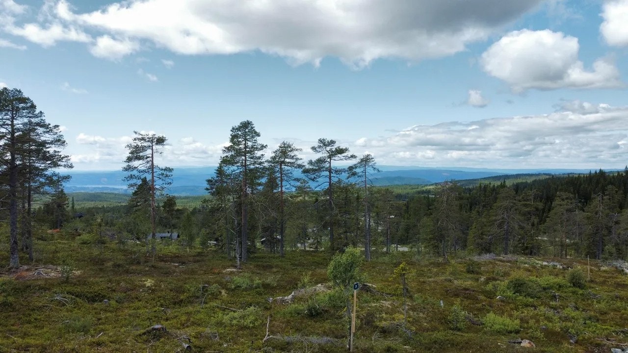 Bilde fra tometområdet, felt 5 på Lygna. Galleribilde