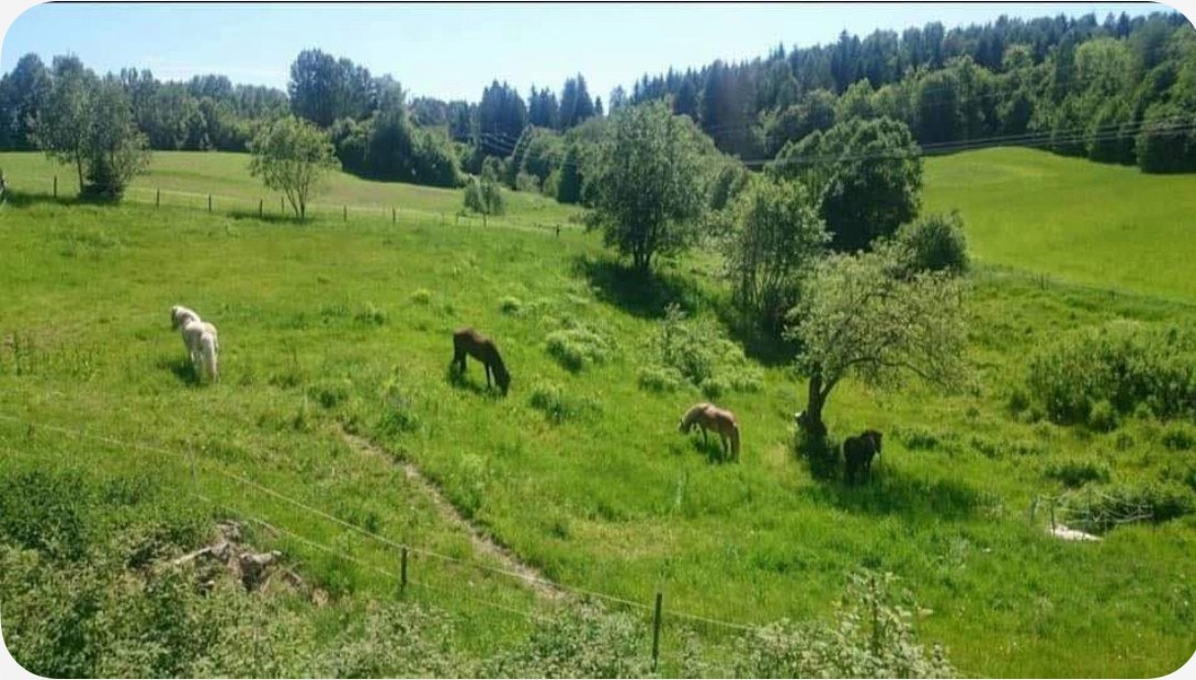 Selgers eget sommerbilde Galleribilde