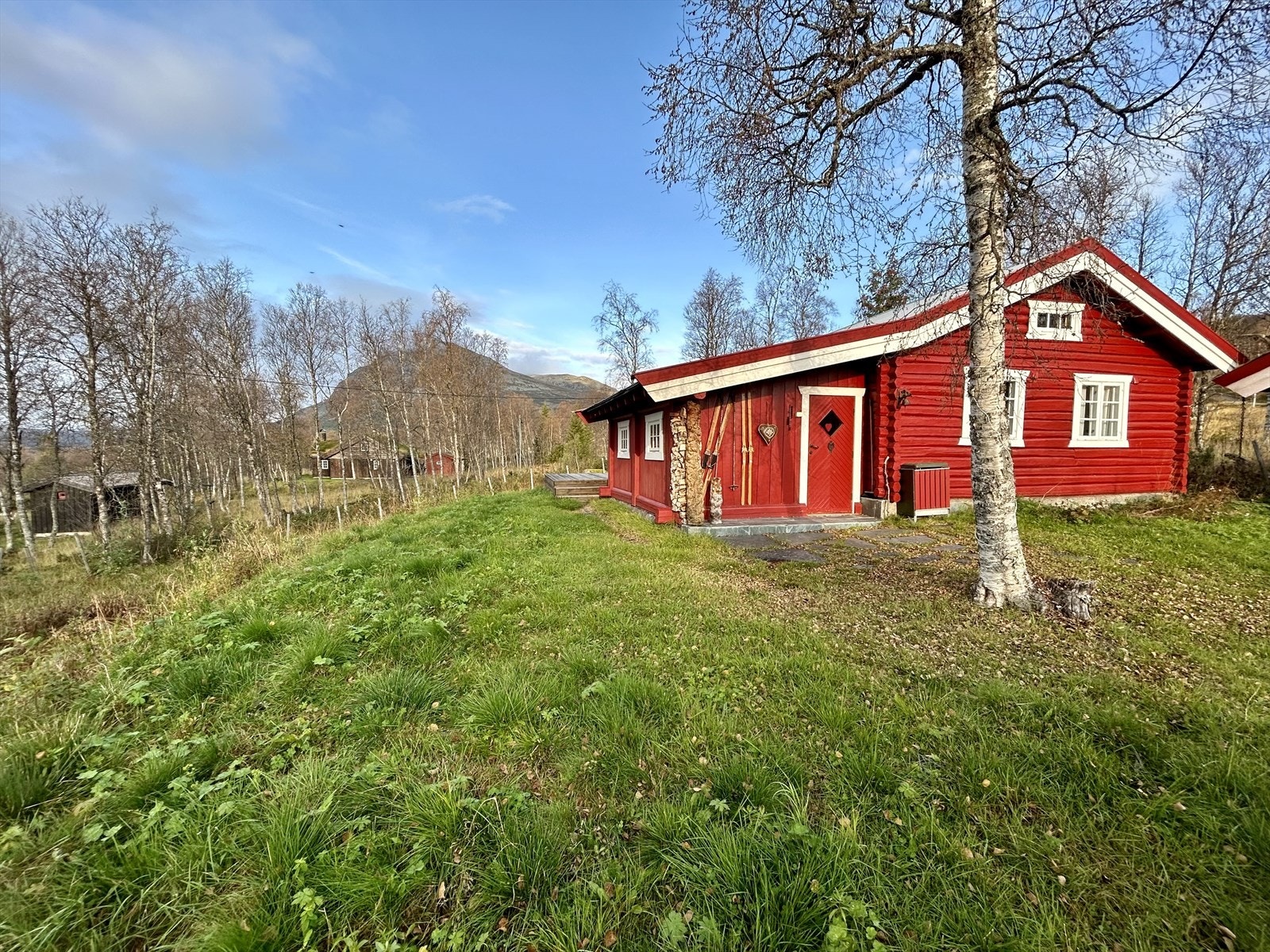Skogshorn i bakgrunn Galleribilde