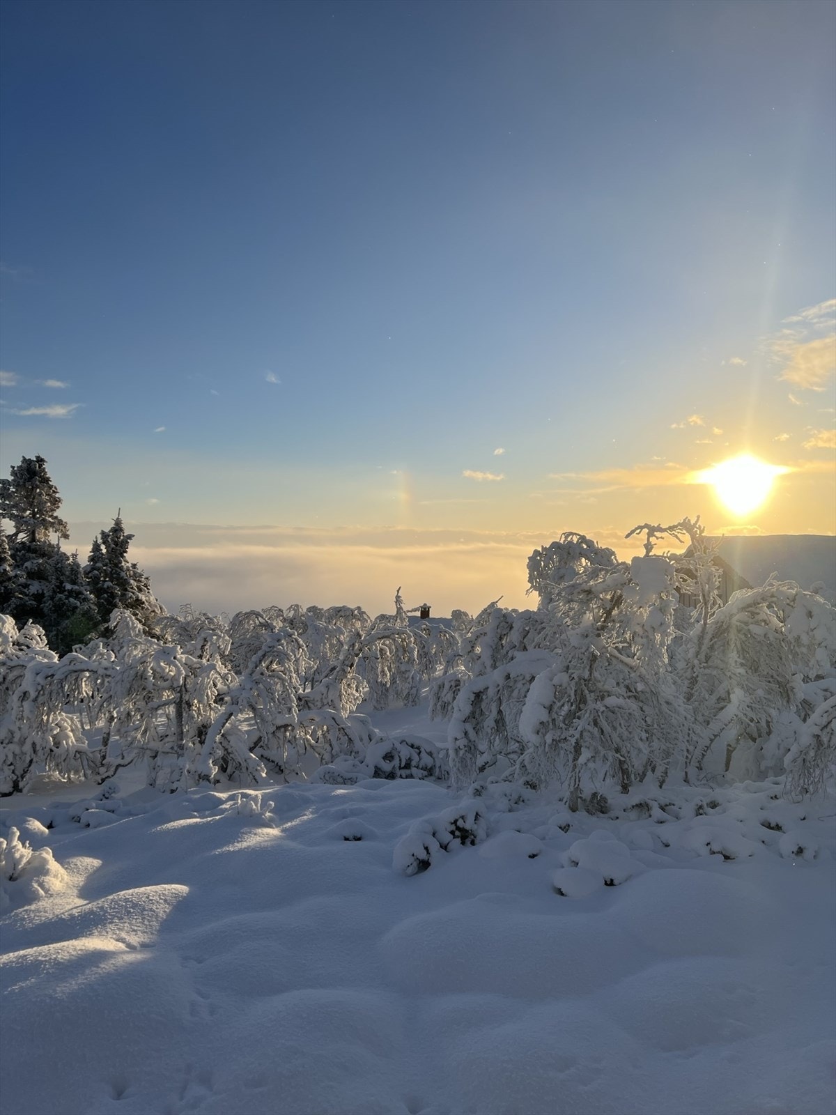 Selgers bilde Galleribilde