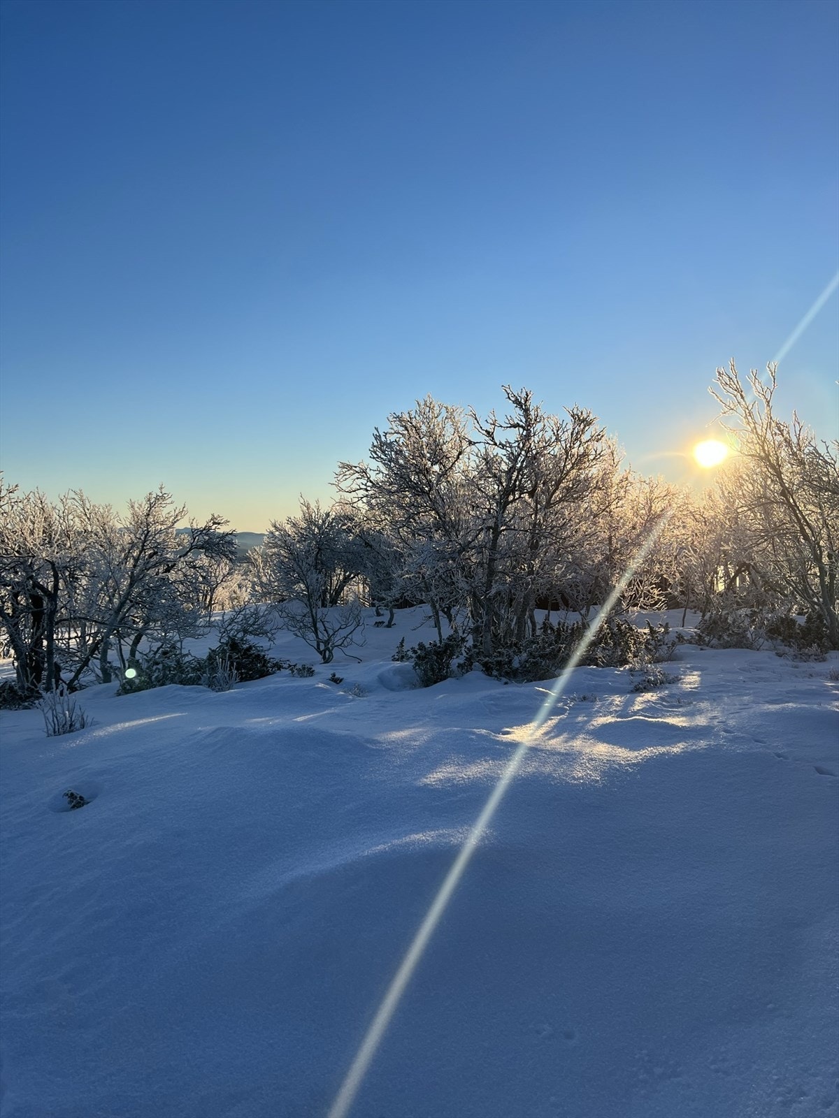 Selgers bilde Galleribilde