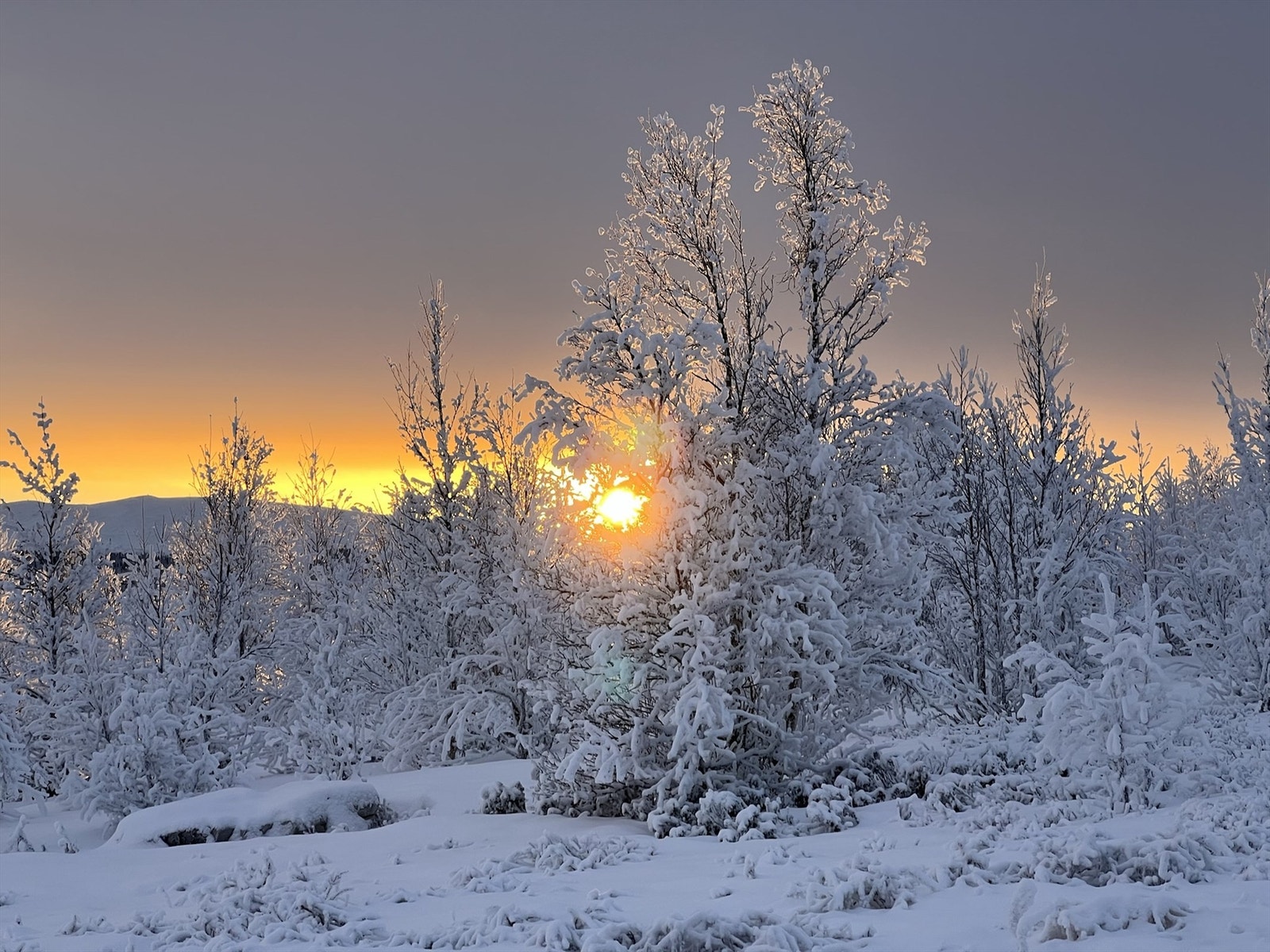 Selgers bilde Galleribilde