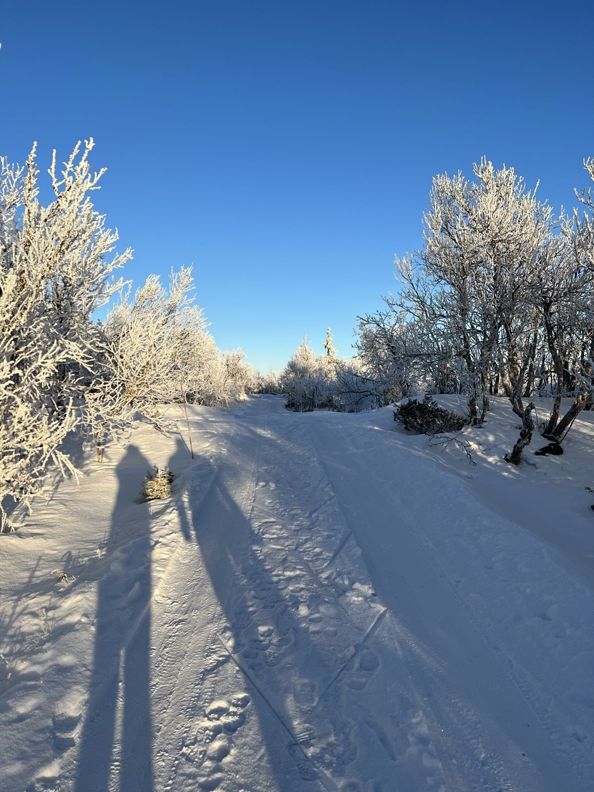 Selgers bilde Galleribilde