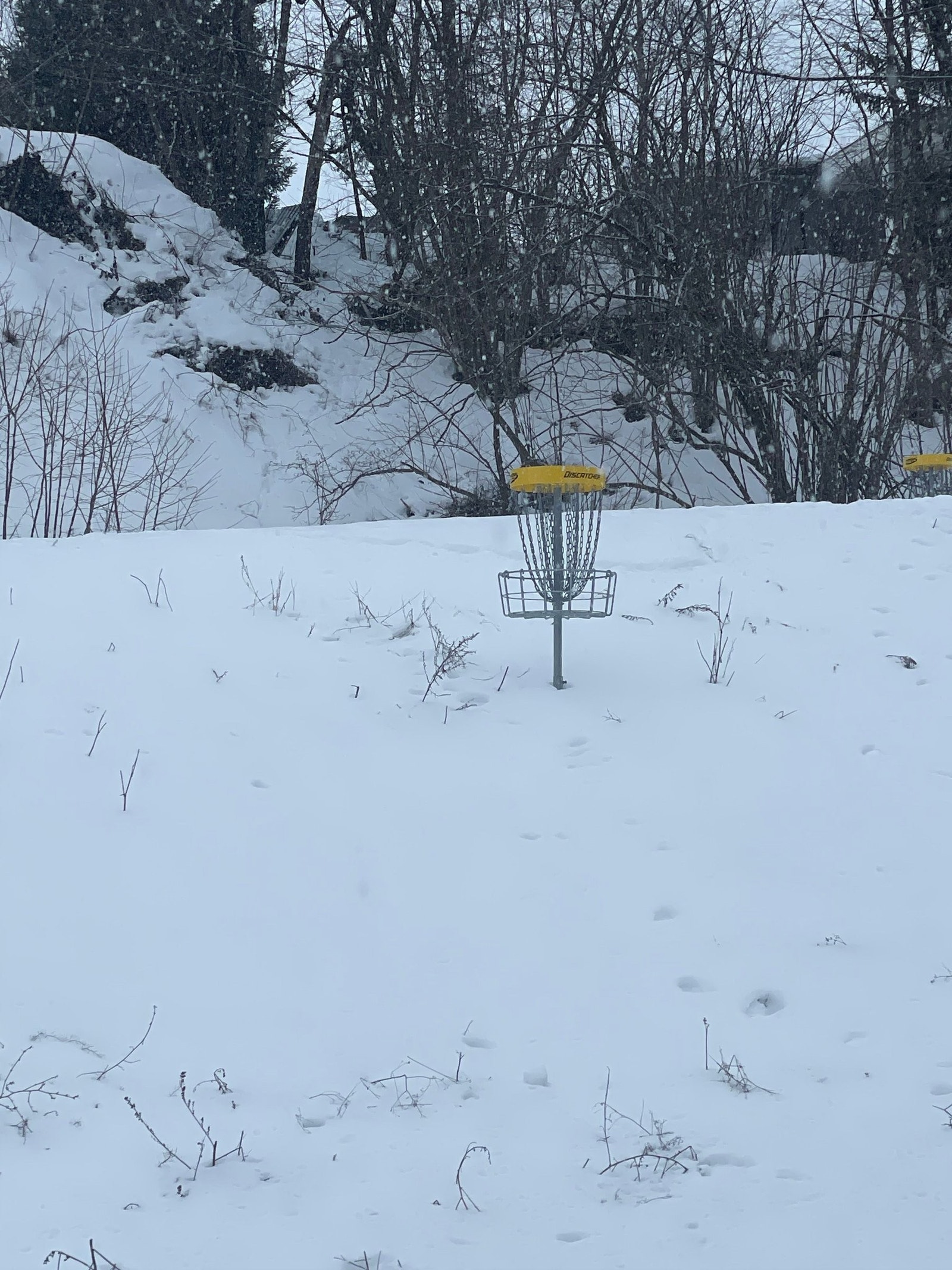 Et spill satt opp rundt på område. Frisbee golf. Galleribilde