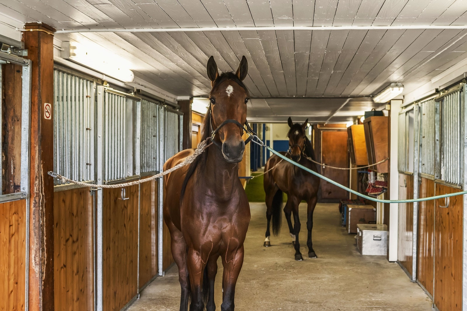 Stallen har 8 bokser og god plass i midtgangen til å stelle hestene. Galleribilde