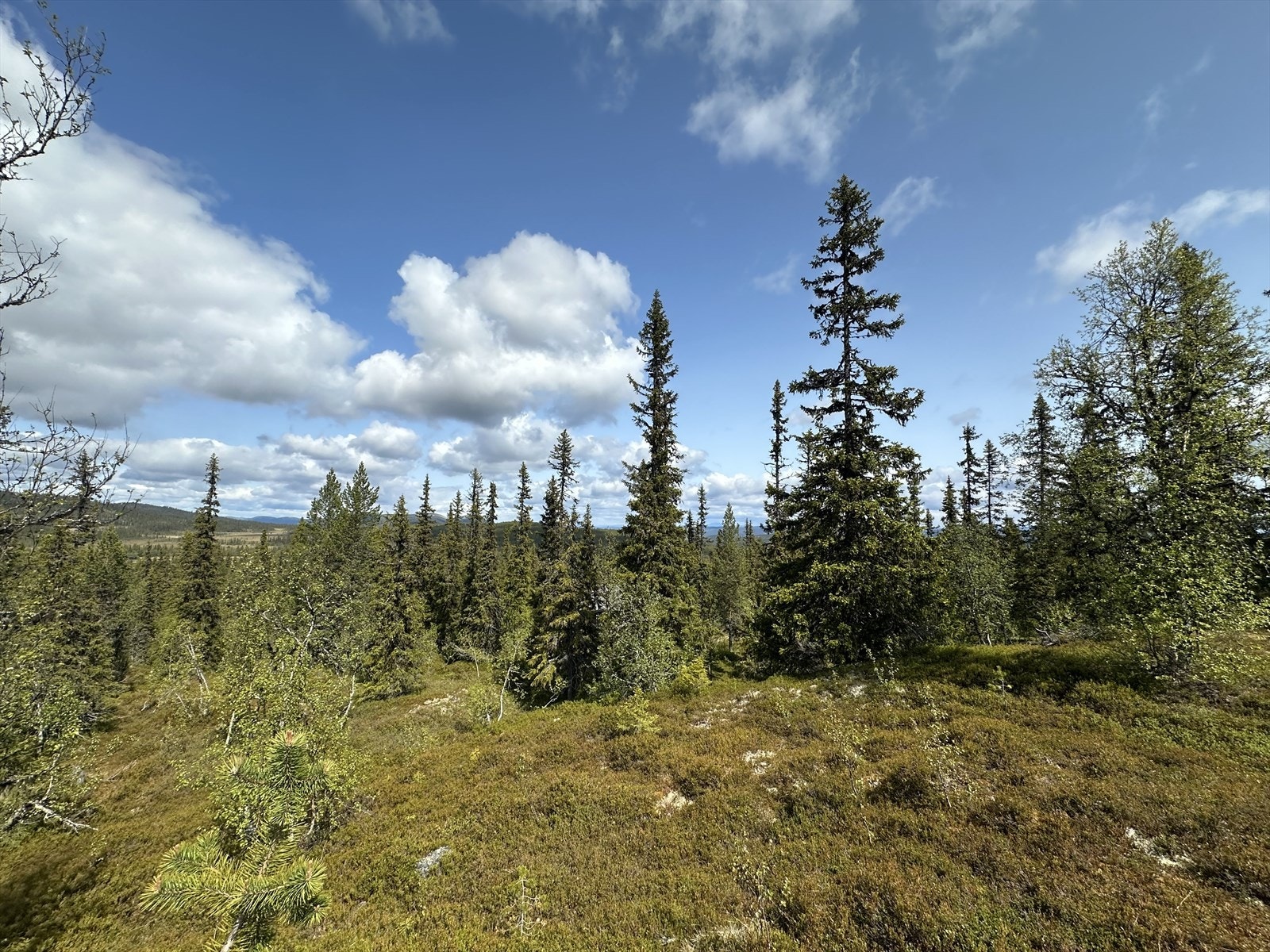 Utsikten Galleribilde