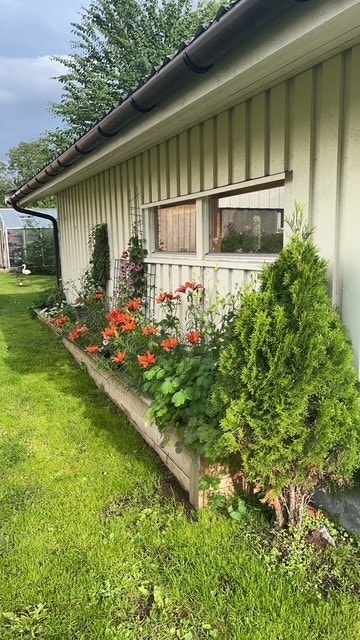 Her er det plantet med vakre flerårige blomster og planter. Galleribilde