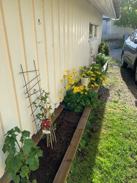Opparbeidet flere blomsterbed med vakre flerårige blomster. Galleribilde