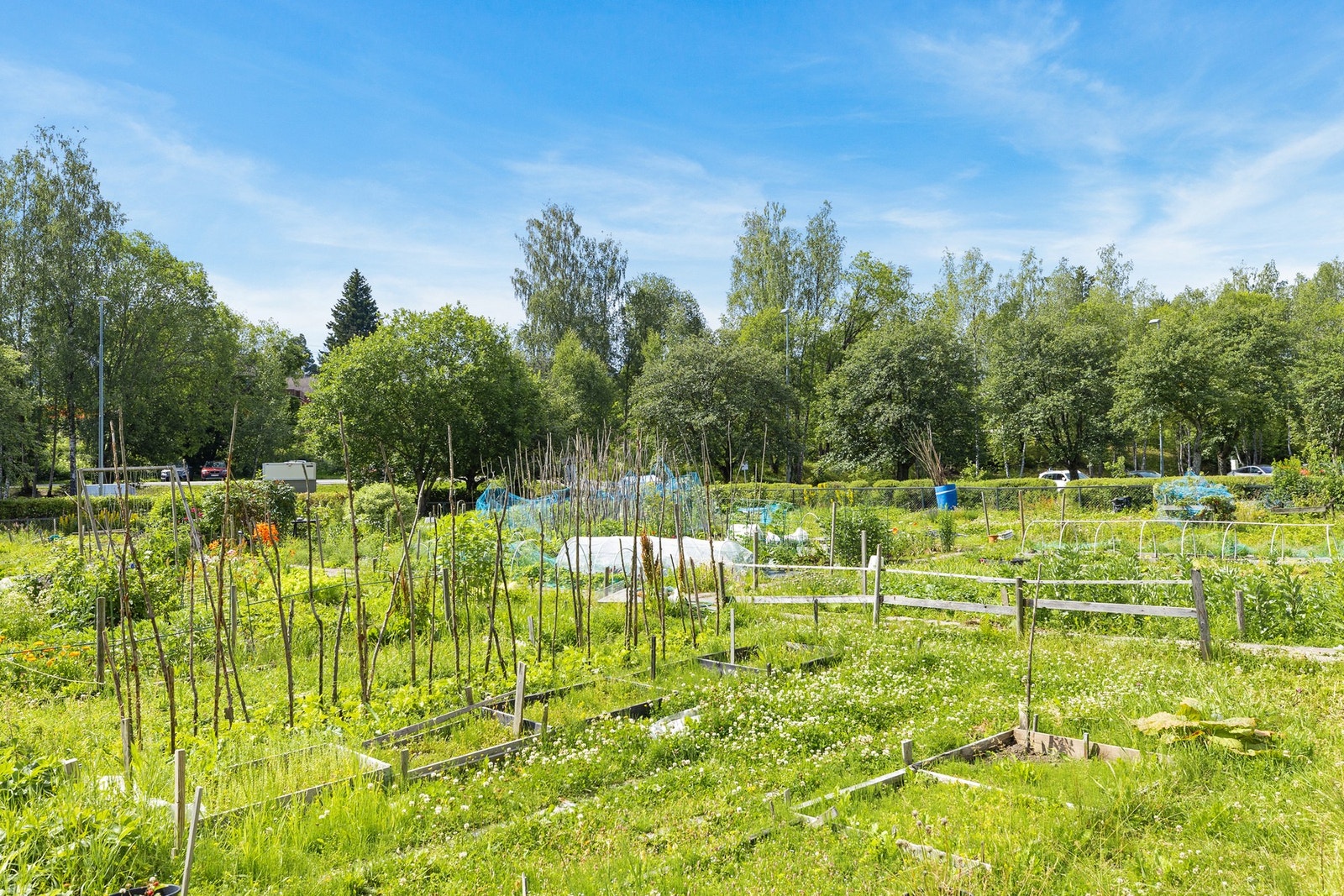 Parsellhagen på Haugenstua er en av Groruddalens største parsellhager. Denne er frodig og her dyrkes det masse forskjellig vekster, alt fra urter til poteter og løk. Galleribilde