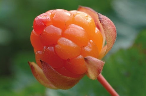 kanskje Snåsas beste molteplukking? Galleribilde