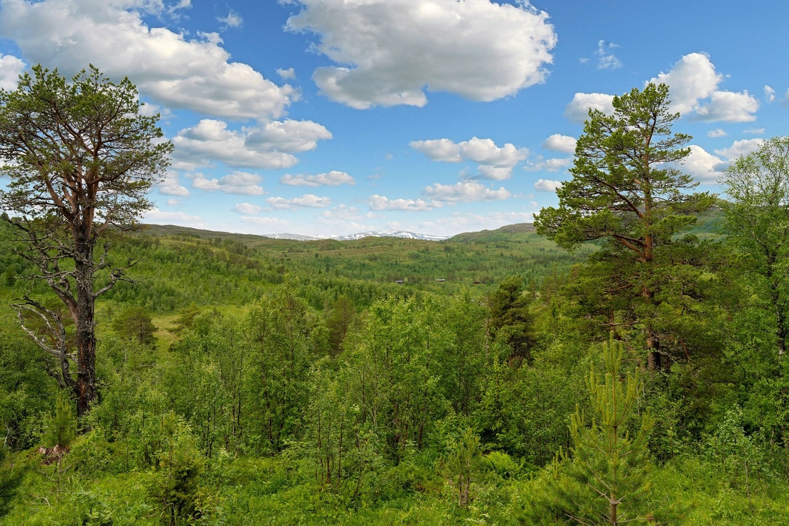 Flott utsikt mot Trollheimen fra eiendommen. Galleribilde