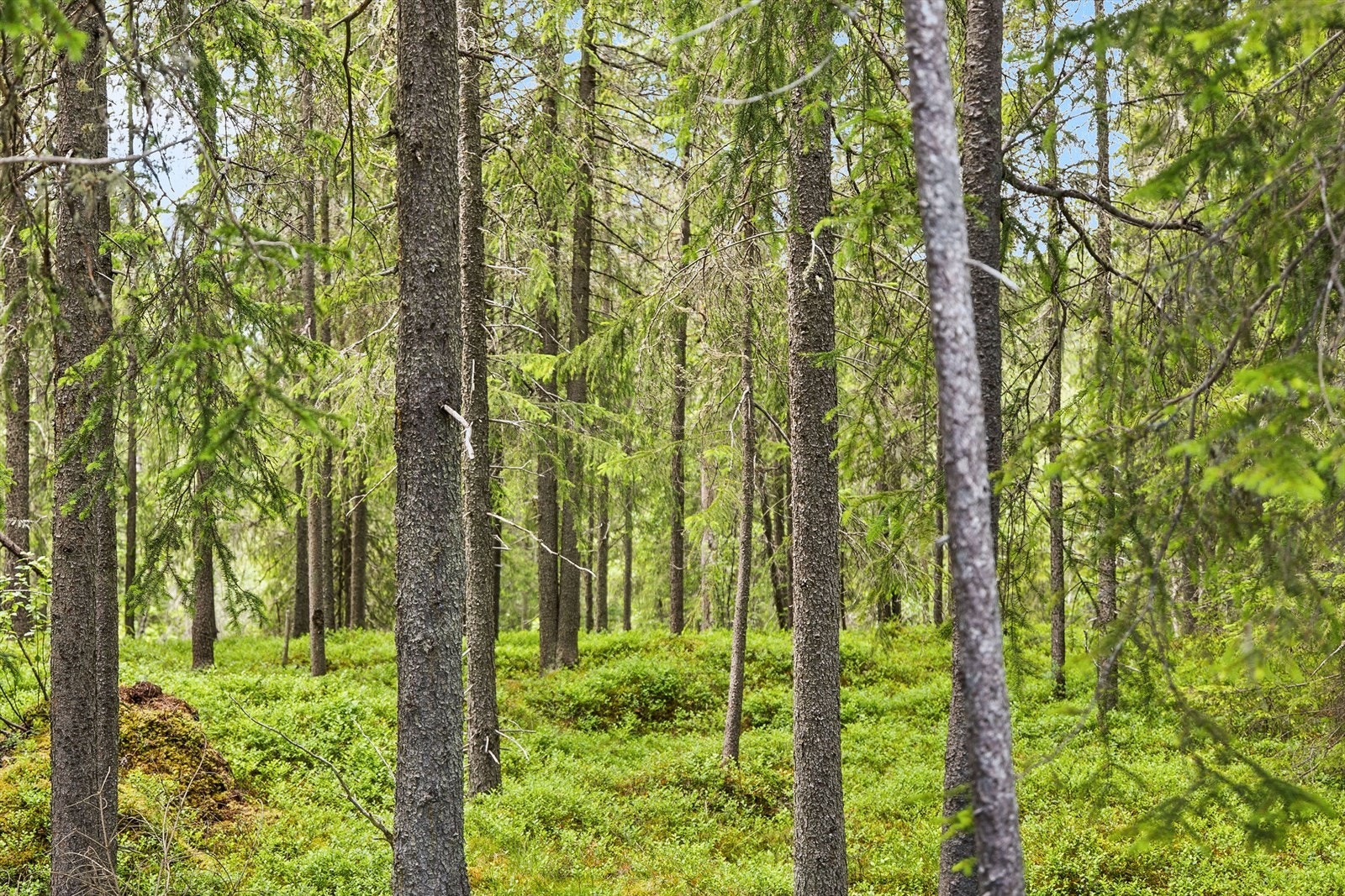 Skogen som nærmeste nabo. Galleribilde