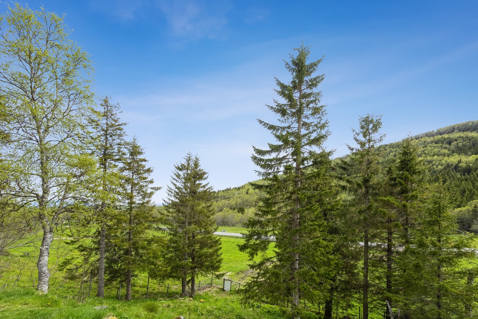 Flott utsikt til nærområdet Galleribilde