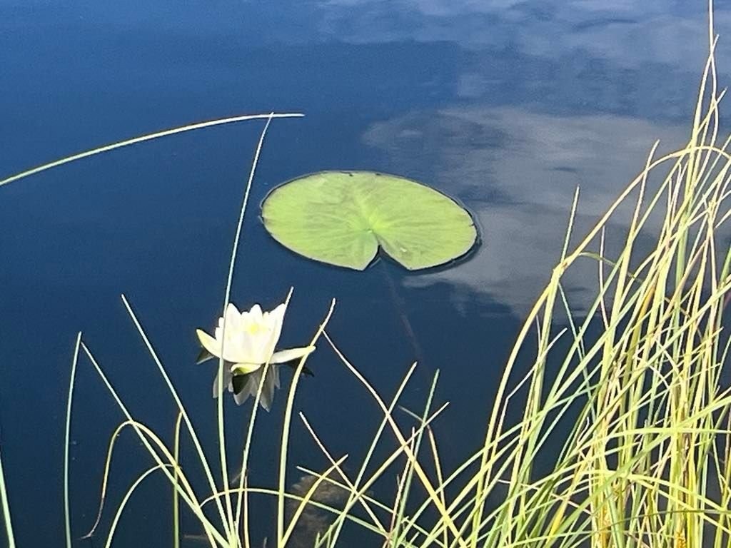 Vannliljer i Tjønna Galleribilde
