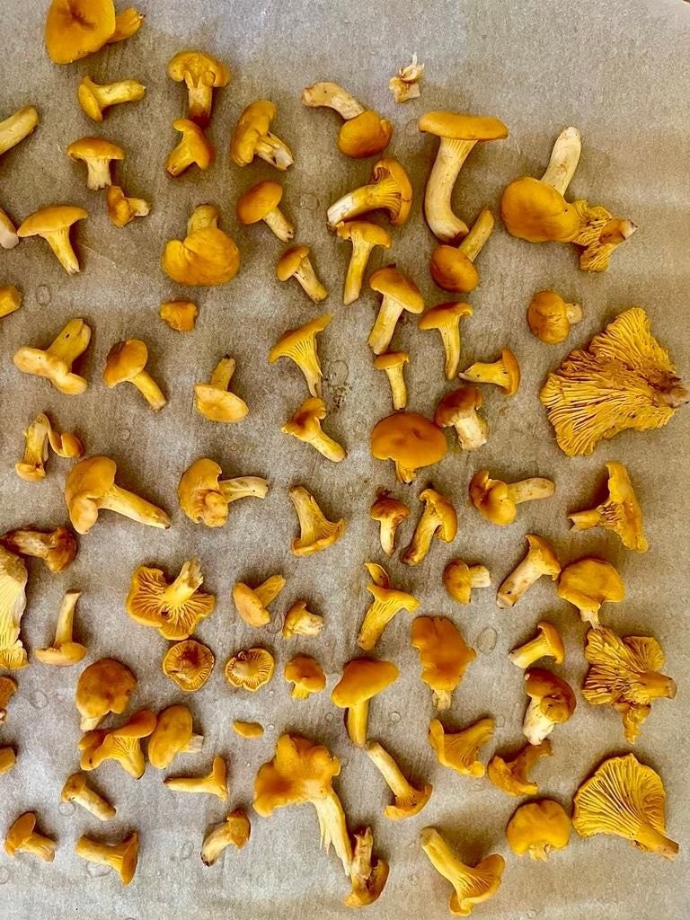 Kantarellfangst Galleribilde