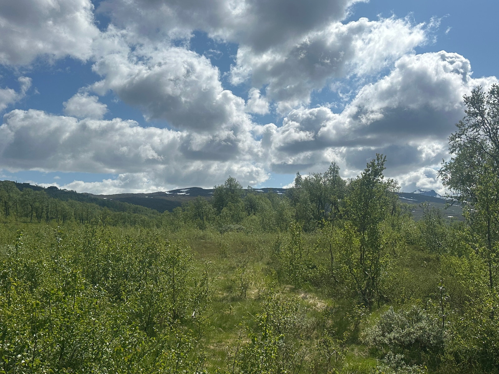 Fra tomten mot sør Galleribilde