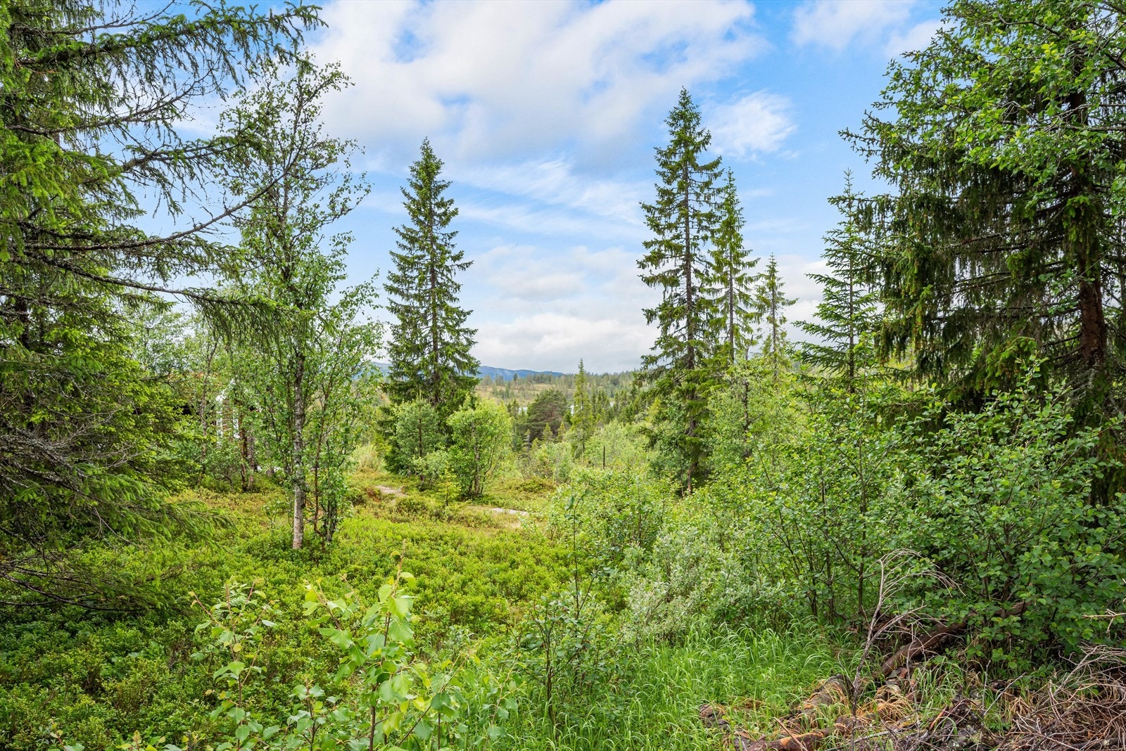 Utsikt utover fjellet. Galleribilde