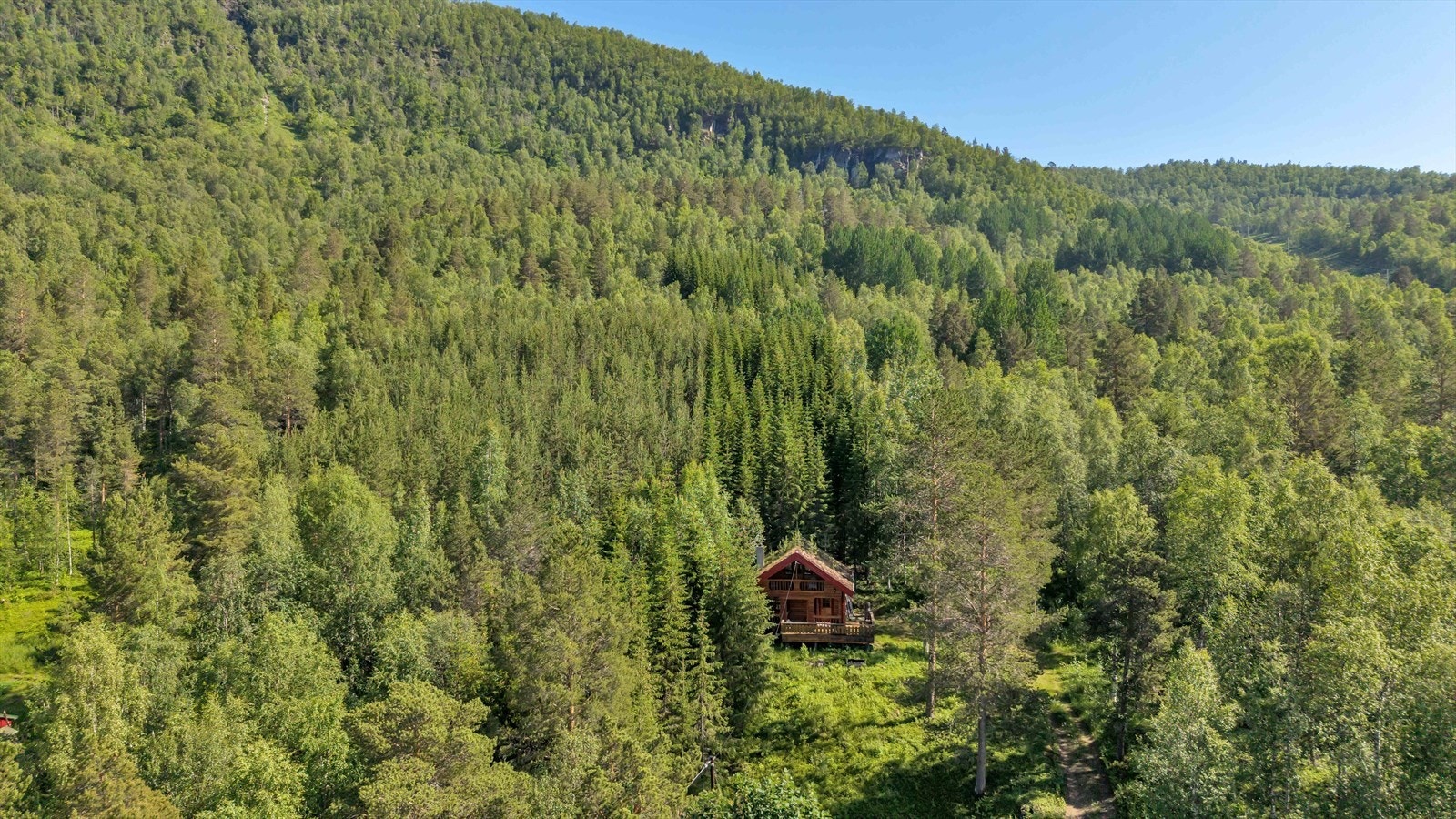 Omgitt av skog. Galleribilde