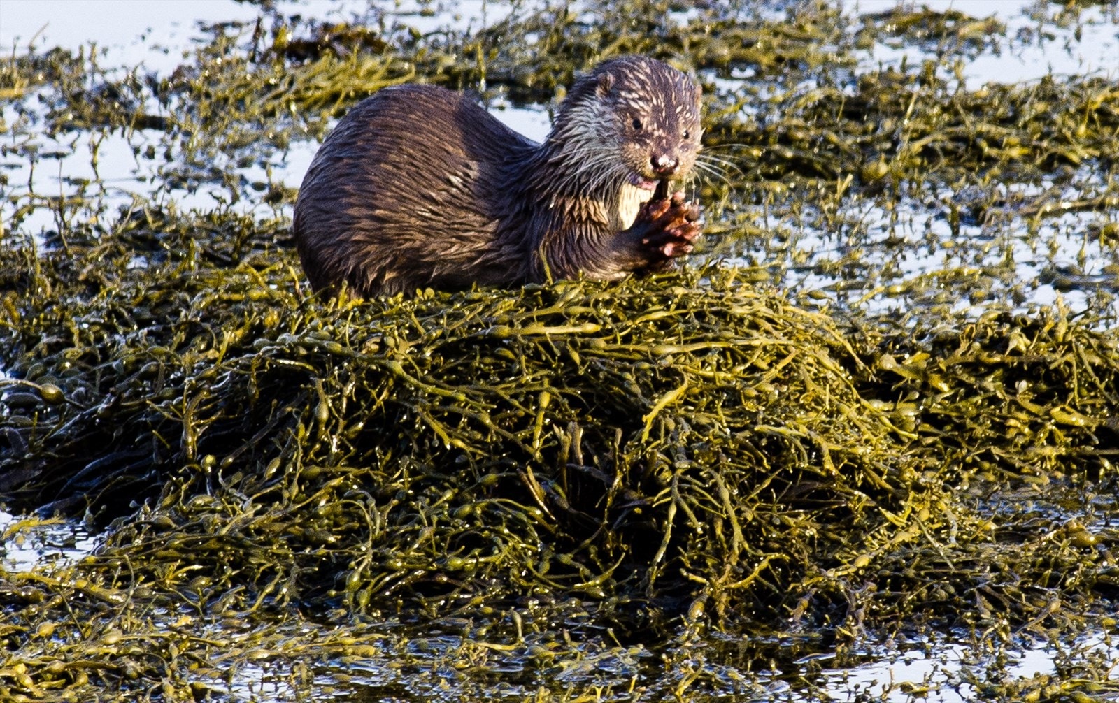 71 Oter ved nordmoloen.JPG Galleribilde