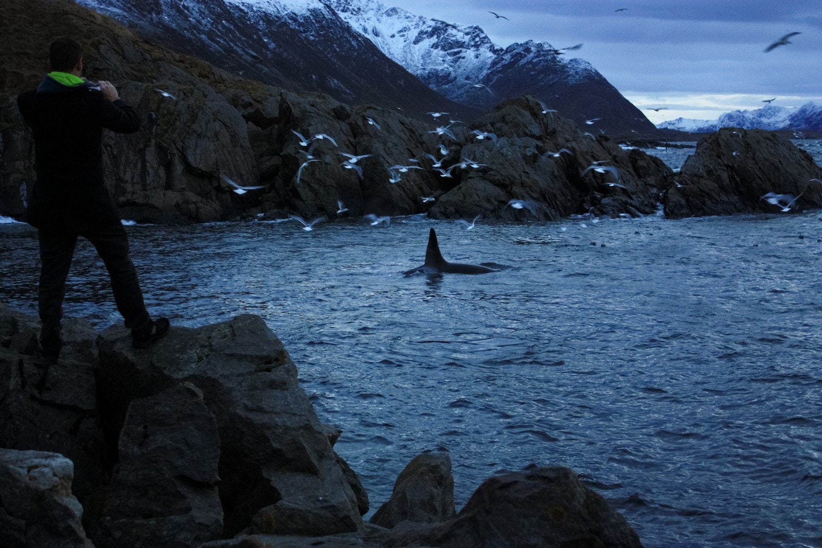 68 Spekkhoggere ved Nyksund havnemolo.jpg Galleribilde