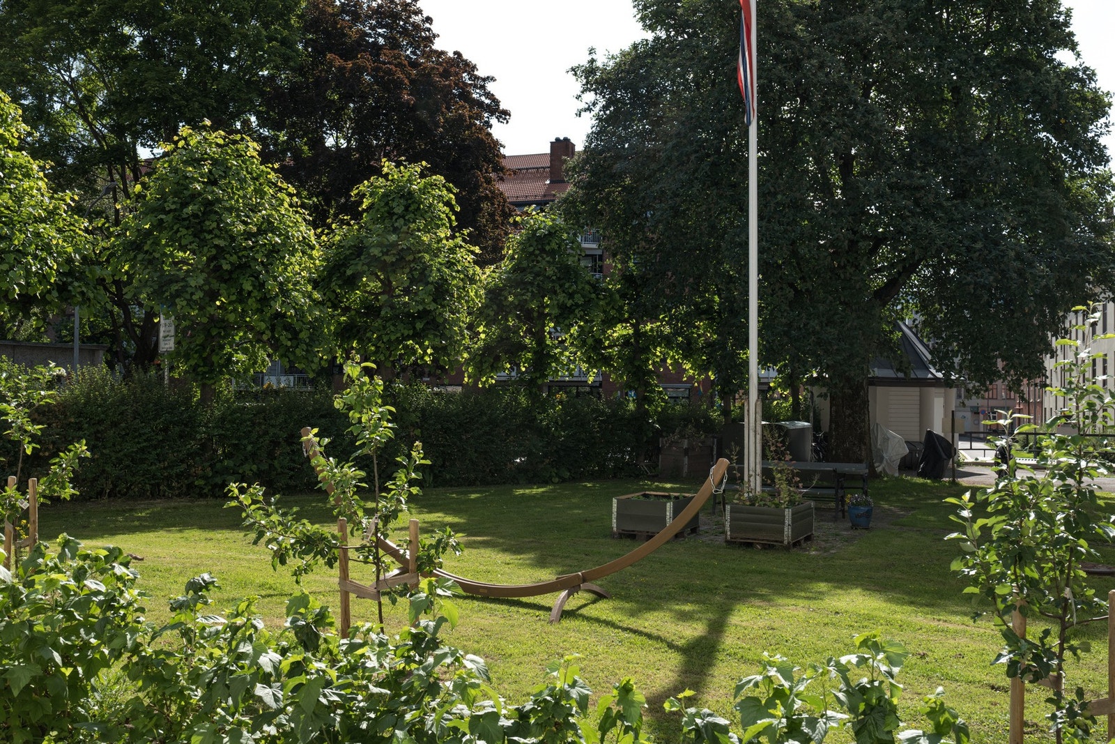 Nylig plantet epletræer og sol- og ripsbærbusker. Galleribilde