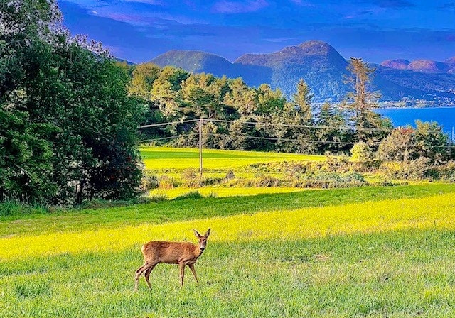 Nærområde Galleribilde