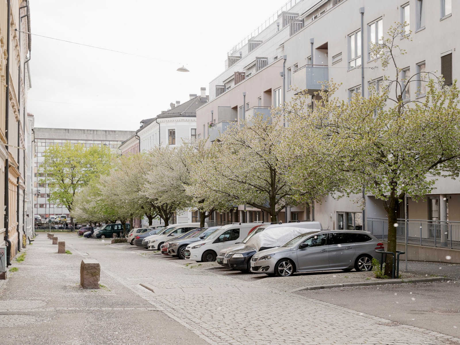 ..gaten sett under den vakre blomstringstiden på våren. Galleribilde