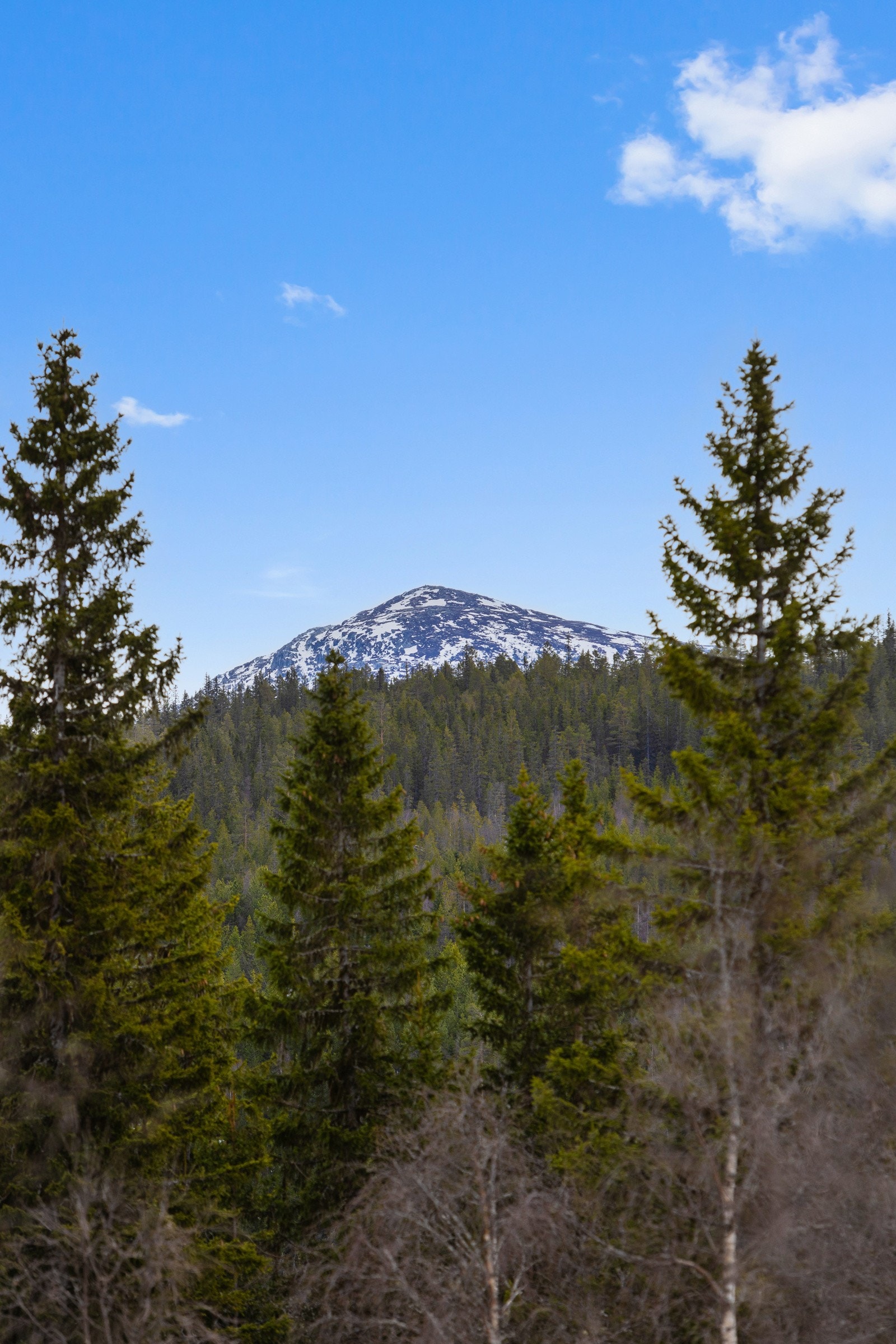 Senhovd ruver majestetisk langs fjellkjeden, "veiviseren" for Vegglifjell. Sett fra spisestuen Galleribilde