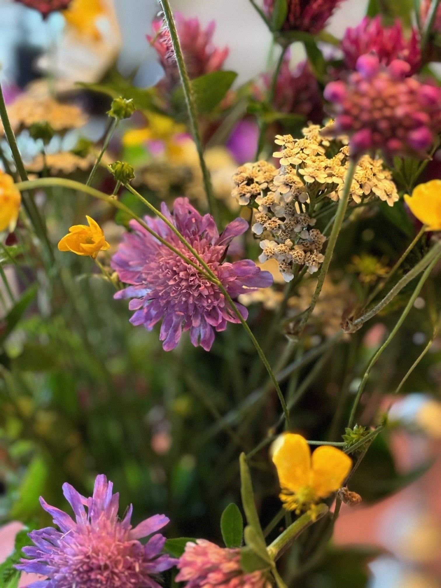 Fjellblomster Galleribilde